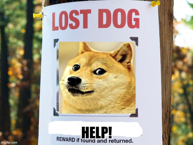 Dogecoin | HELP! | image tagged in memes | made w/ Imgflip meme maker