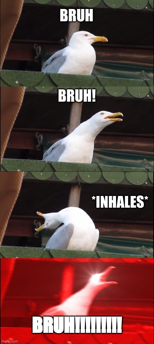 LOL | BRUH; BRUH! *INHALES*; BRUH!!!!!!!!! | image tagged in memes,inhaling seagull | made w/ Imgflip meme maker