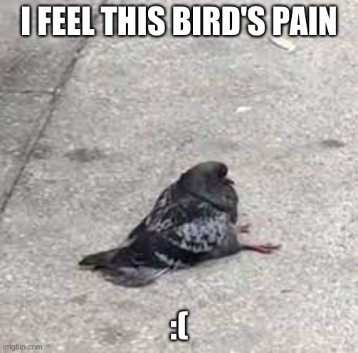 #feelsbadman | I FEEL THIS BIRD'S PAIN; :( | image tagged in kim jong un sad | made w/ Imgflip meme maker