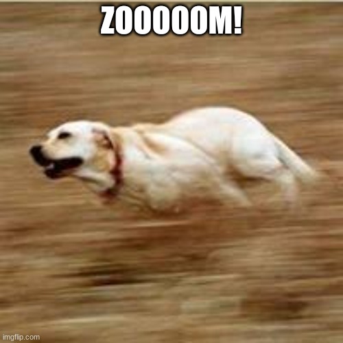 Speedy doggo | ZOOOOOM! | image tagged in speedy doggo | made w/ Imgflip meme maker