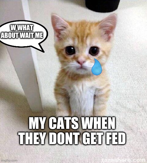 Cute Cat | W WHAT ABOUT WAIT ME; MY CATS WHEN THEY DONT GET FED | image tagged in memes,cute cat | made w/ Imgflip meme maker