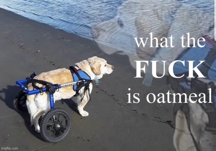 High Quality What the FUCK is oatmeal Blank Meme Template