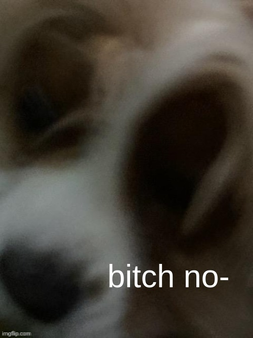 narwhal doge bitch no Blank Meme Template