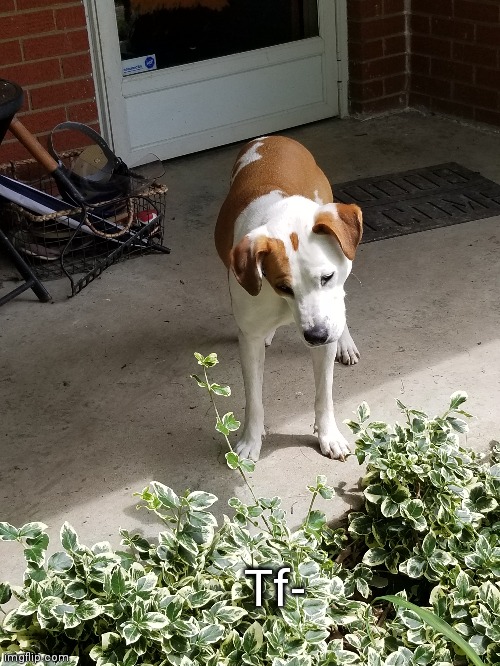 Tf- | made w/ Imgflip meme maker