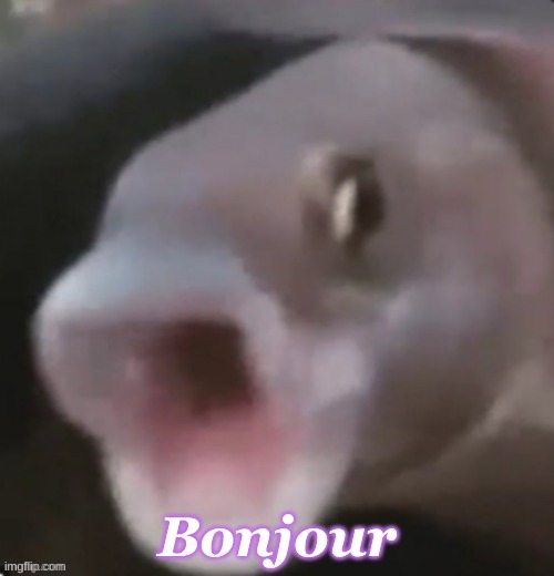 Bonjour | made w/ Imgflip meme maker