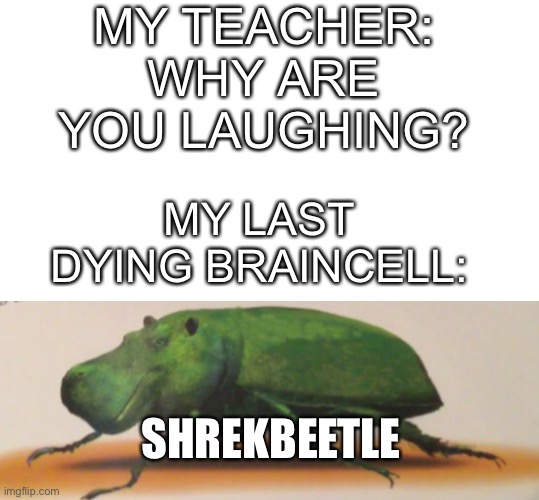 MY TEACHER: WHY ARE YOU LAUGHING? MY LAST DYING BRAINCELL:; SHREKBEETLE | image tagged in blank white template | made w/ Imgflip meme maker