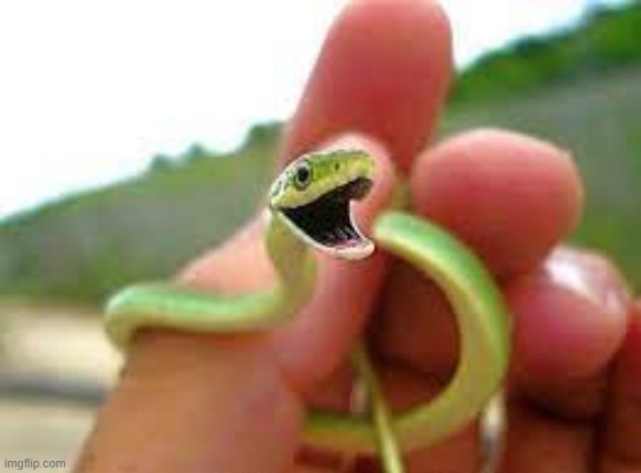 Happy snek | image tagged in happy snek | made w/ Imgflip meme maker