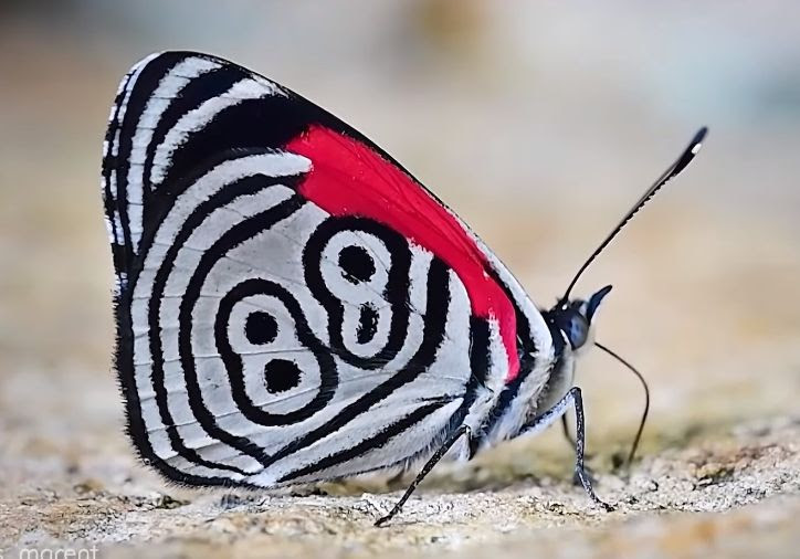 High Quality Nazi butterfly or Adolf Hitler reincarnated Blank Meme Template