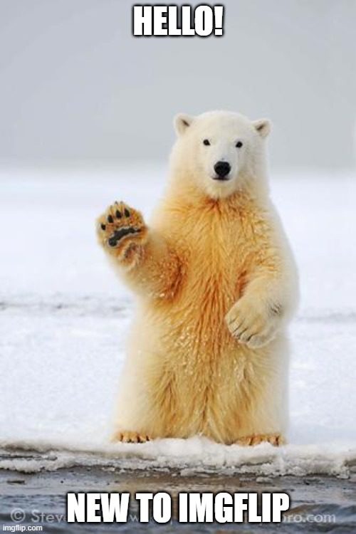 hello polar bear | HELLO! NEW TO IMGFLIP | image tagged in hello polar bear | made w/ Imgflip meme maker