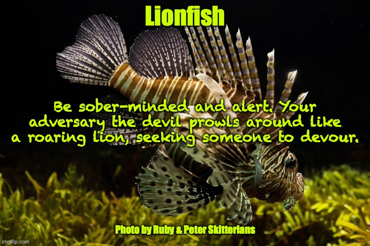 Heads Up! | Lionfish; Be sober-minded and alert. Your adversary the devil prowls around like a roaring lion, seeking someone to devour. Photo by Ruby & Peter Skitterians | image tagged in warning,stay awake | made w/ Imgflip meme maker