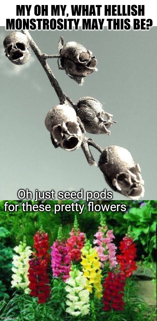 Snapdragon Skulls | MY OH MY, WHAT HELLISH MONSTROSITY MAY THIS BE? Oh just seed pods for these pretty flowers | image tagged in snap,flowers,seeds,shocked | made w/ Imgflip meme maker