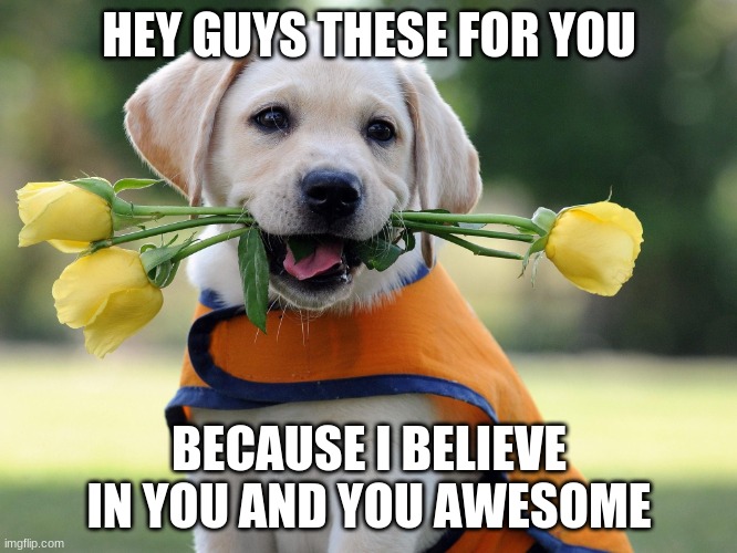 Henlo | HEY GUYS THESE FOR YOU; BECAUSE I BELIEVE IN YOU AND YOU AWESOME | image tagged in cute dog | made w/ Imgflip meme maker