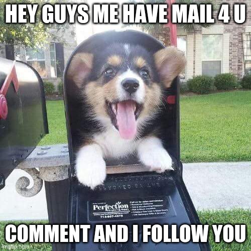 Cute doggo in mailbox | HEY GUYS ME HAVE MAIL 4 U; COMMENT AND I FOLLOW YOU | image tagged in cute doggo in mailbox | made w/ Imgflip meme maker