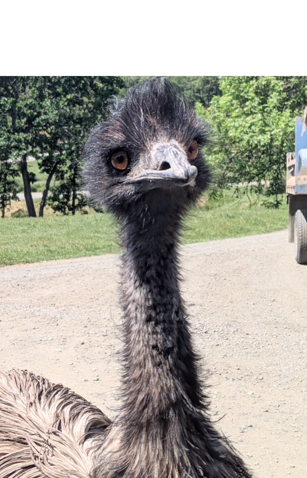 YeeMu The Emu Blank Meme Template