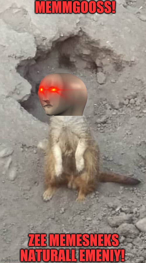 Meme man's zoo | MEMMGOOSS! ZEE MEMESNEKS NATURALL EMENIY! | image tagged in purposeless mongoose,meme man,zoo,mongoose | made w/ Imgflip meme maker