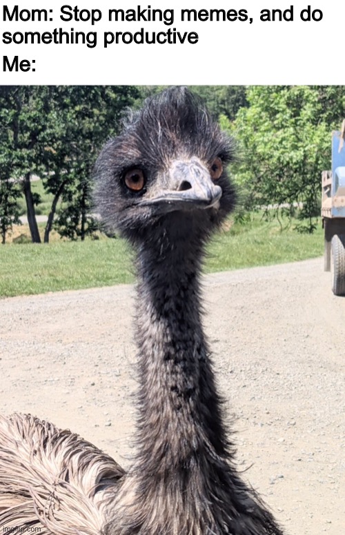 YeeMu The Emu | Me:; Mom: Stop making memes, and do 
something productive | image tagged in yeemu the emu | made w/ Imgflip meme maker
