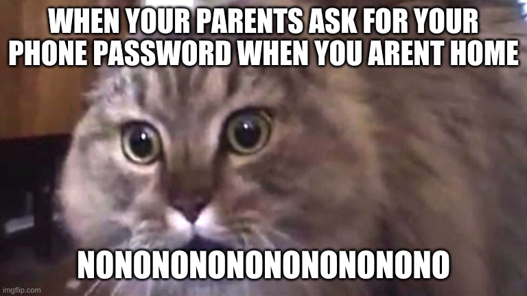 Nonono cat | WHEN YOUR PARENTS ASK FOR YOUR PHONE PASSWORD WHEN YOU ARENT HOME; NONONONONONONONONONO | image tagged in nonono cat | made w/ Imgflip meme maker
