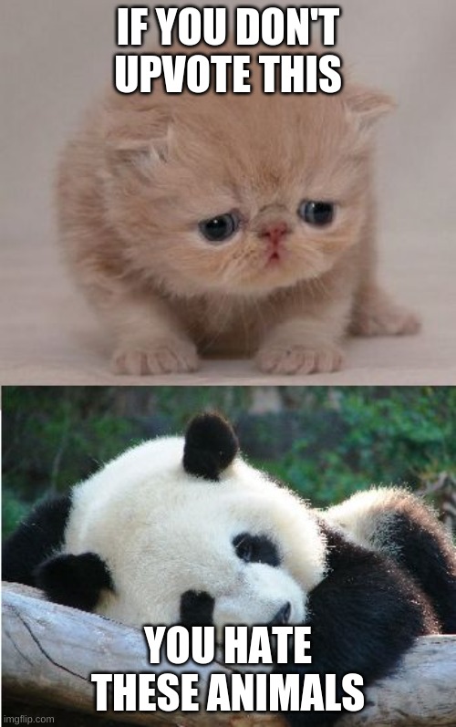 Cute animals | IF YOU DON'T UPVOTE THIS; YOU HATE THESE ANIMALS | image tagged in cute animals | made w/ Imgflip meme maker