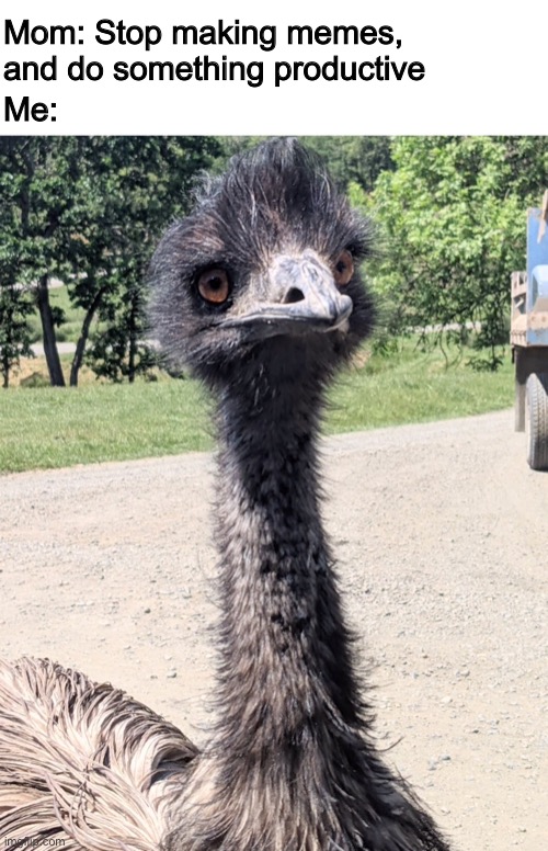 YeeMu The Emu | Mom: Stop making memes, and do something productive; Me: | image tagged in yeemu the emu | made w/ Imgflip meme maker