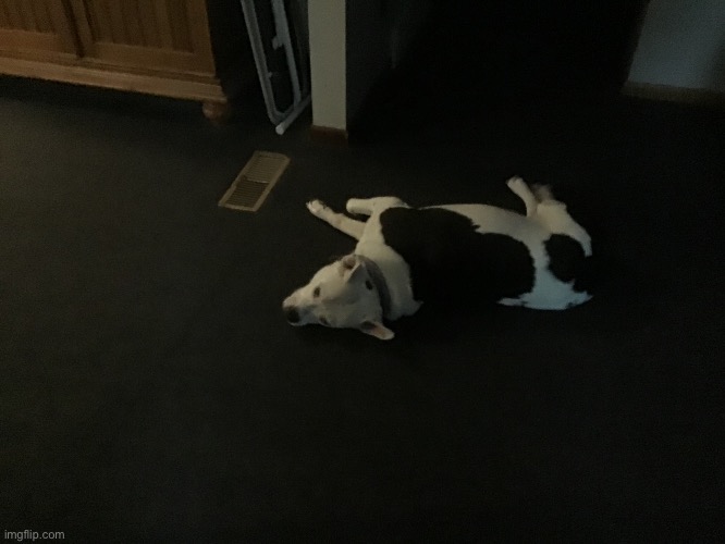 She barked at me. I don’t think she likes having her picture taken ;-; | made w/ Imgflip meme maker