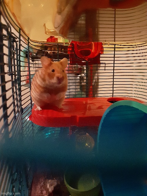 Just wanted to show yall a hamster pic cuz sumn may be wrong with her :( | image tagged in hammie,maple daple,her name is general maple organa | made w/ Imgflip meme maker