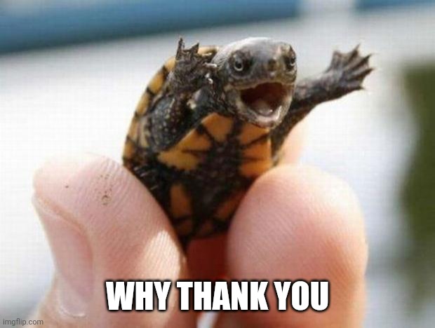 happy baby turtle | WHY THANK YOU | image tagged in happy baby turtle | made w/ Imgflip meme maker