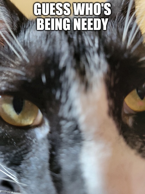 Hyde you fluff nugget | GUESS WHO'S BEING NEEDY | image tagged in baby | made w/ Imgflip meme maker