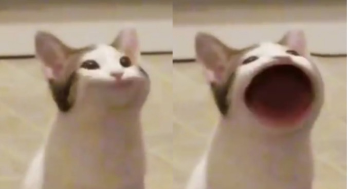 Pop Cat Meme Template | image tagged in pop cat meme template | made w/ Imgflip meme maker