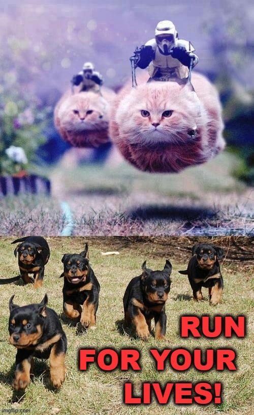 Adoggolypse | RUN; FOR YOUR; LIVES! | image tagged in storm trooper cats,cats,dogs,run away,star wars | made w/ Imgflip meme maker