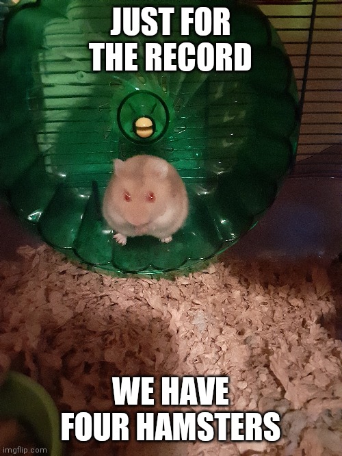 This here, is Hades the grumpy nugget. | JUST FOR THE RECORD; WE HAVE FOUR HAMSTERS | image tagged in unintended kid icarus reference,roundy boi | made w/ Imgflip meme maker