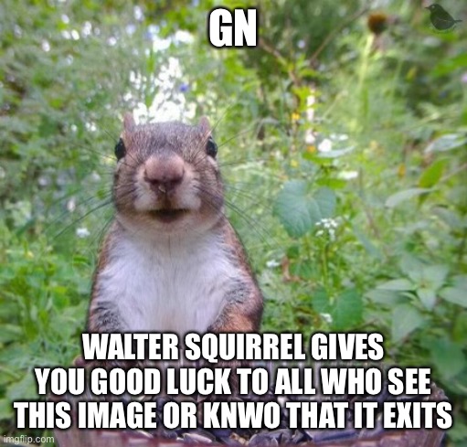 Walter squirrel | GN; WALTER SQUIRREL GIVES YOU GOOD LUCK TO ALL WHO SEE THIS IMAGE OR KNWO THAT IT EXITS | image tagged in walter squirrel | made w/ Imgflip meme maker