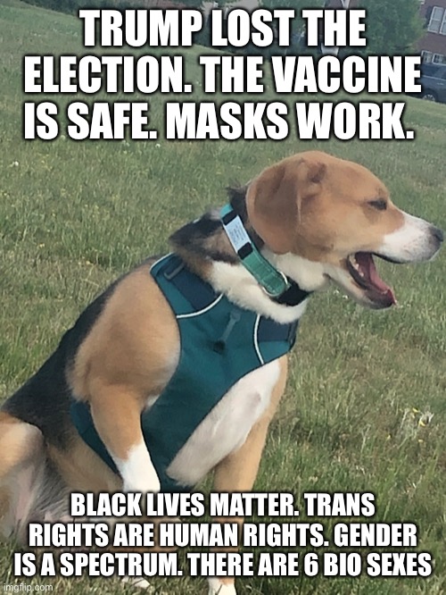 the doggy be spittin facts in jah ?? | TRUMP LOST THE ELECTION. THE VACCINE IS SAFE. MASKS WORK. BLACK LIVES MATTER. TRANS RIGHTS ARE HUMAN RIGHTS. GENDER IS A SPECTRUM. THERE ARE 6 BIO SEXES | image tagged in donald trump,joe biden,coronavirus,transgender,black lives matter | made w/ Imgflip meme maker