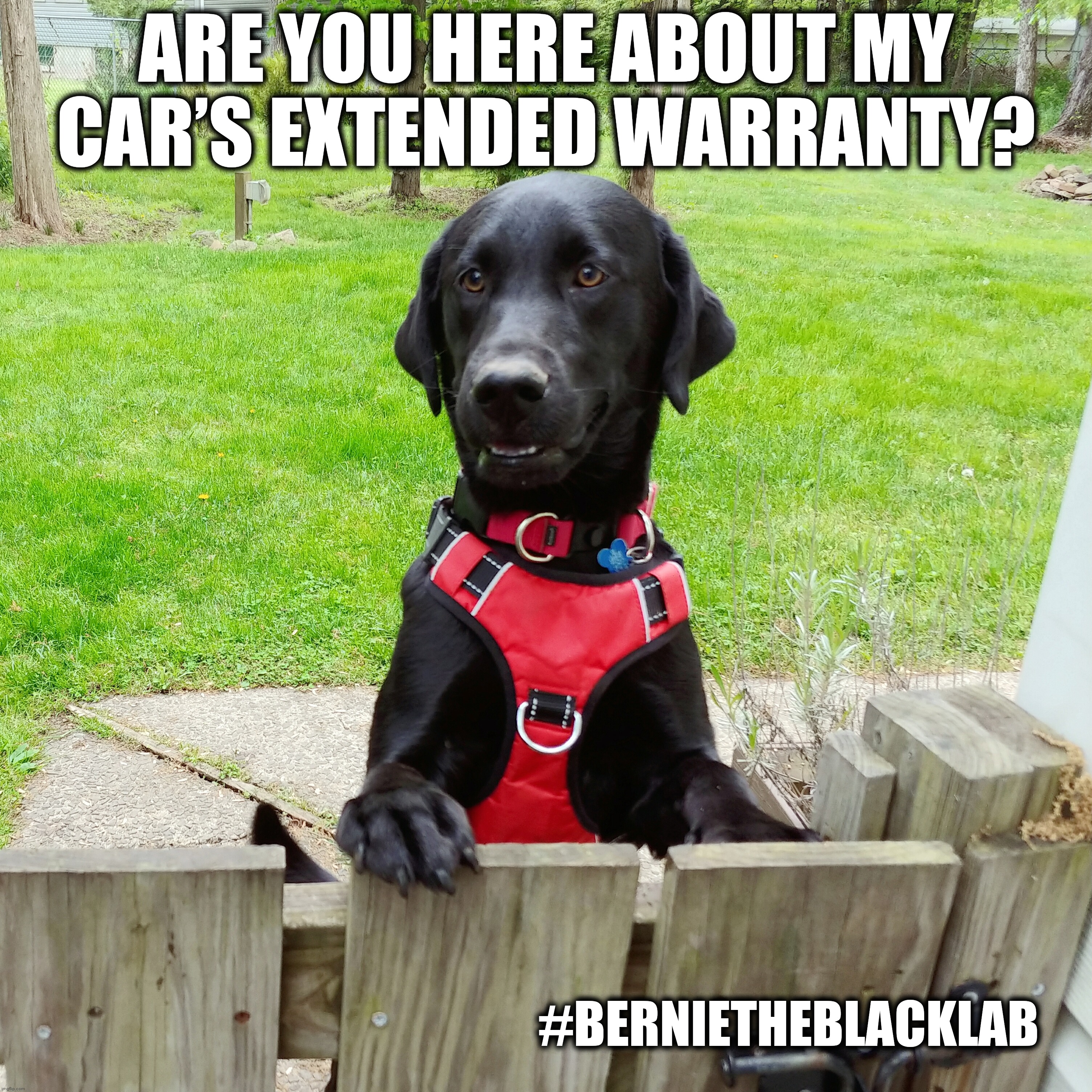 Are you here about my car’s extended warranty? | ARE YOU HERE ABOUT MY CAR’S EXTENDED WARRANTY? #BERNIETHEBLACKLAB | image tagged in funny,memes,dog,cute,extended warranty,bernie | made w/ Imgflip meme maker