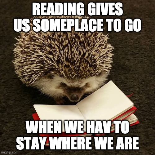 Hedgehog going places in a book | READING GIVES US SOMEPLACE TO GO; WHEN WE HAV TO STAY WHERE WE ARE | image tagged in reading | made w/ Imgflip meme maker
