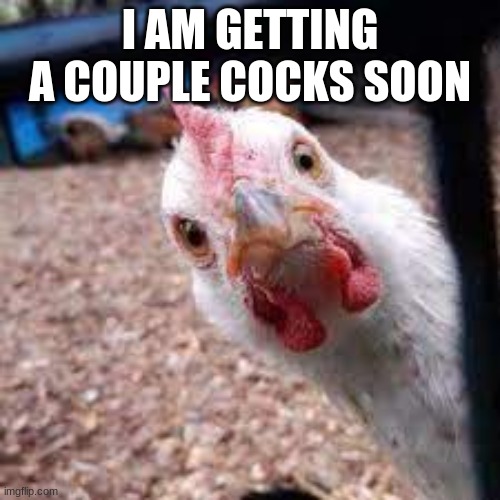 I AM GETTING A COUPLE COCKS SOON | made w/ Imgflip meme maker