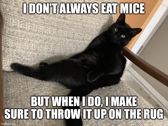 The Most Interesting Cat in the World | I DON’T ALWAYS EAT MICE; BUT WHEN I DO, I MAKE SURE TO THROW IT UP ON THE RUG | image tagged in the most interesting cat in the world | made w/ Imgflip meme maker