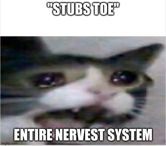#relatebel | "STUBS TOE"; ENTIRE NERVEST SYSTEM | image tagged in crying cat | made w/ Imgflip meme maker