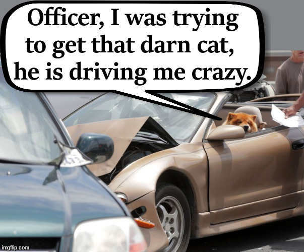 Officer, I was trying to get that darn cat, 
he is driving me crazy. | image tagged in dogs | made w/ Imgflip meme maker