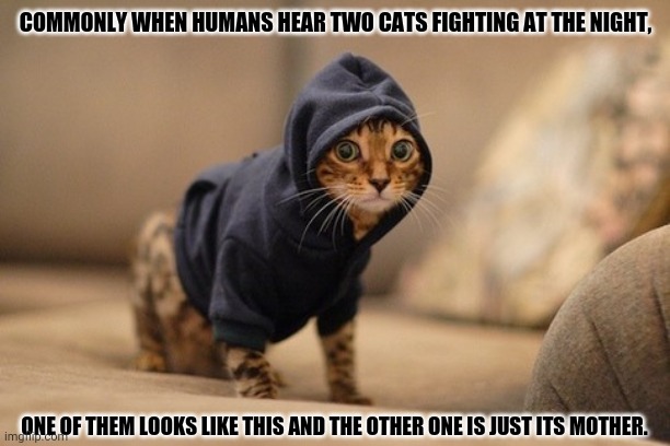 Hoody Cat | COMMONLY WHEN HUMANS HEAR TWO CATS FIGHTING AT THE NIGHT, ONE OF THEM LOOKS LIKE THIS AND THE OTHER ONE IS JUST ITS MOTHER. | image tagged in memes,hoody cat,hamster weekend | made w/ Imgflip meme maker