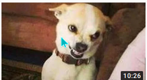 Angry dog Blank Meme Template