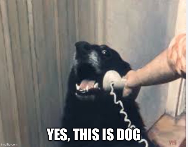 Hello yes this is dog | YES, THIS IS DOG | image tagged in hello yes this is dog | made w/ Imgflip meme maker