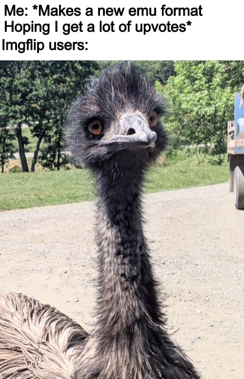 YeeMu The Emu | Me: *Makes a new emu format Hoping I get a lot of upvotes*; Imgflip users: | image tagged in yeemu the emu | made w/ Imgflip meme maker