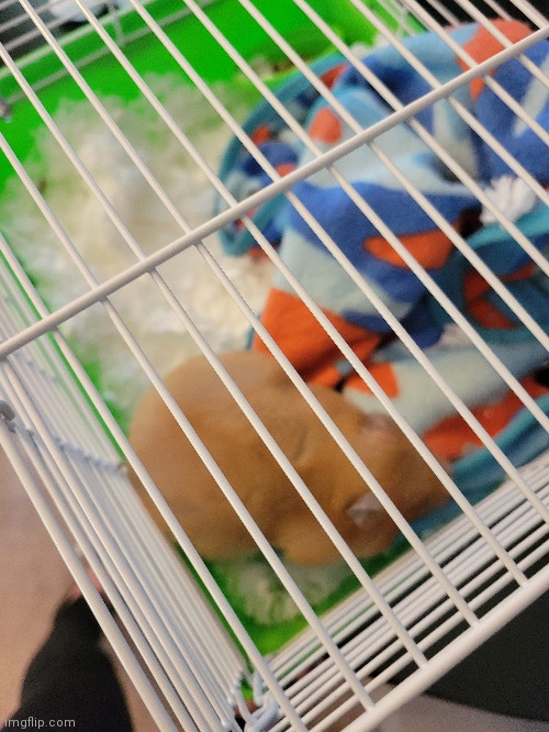 We're taking her to the vet today, the carrier cage is too small for her but it the only one we have. | image tagged in maple daple,baby hammie | made w/ Imgflip meme maker