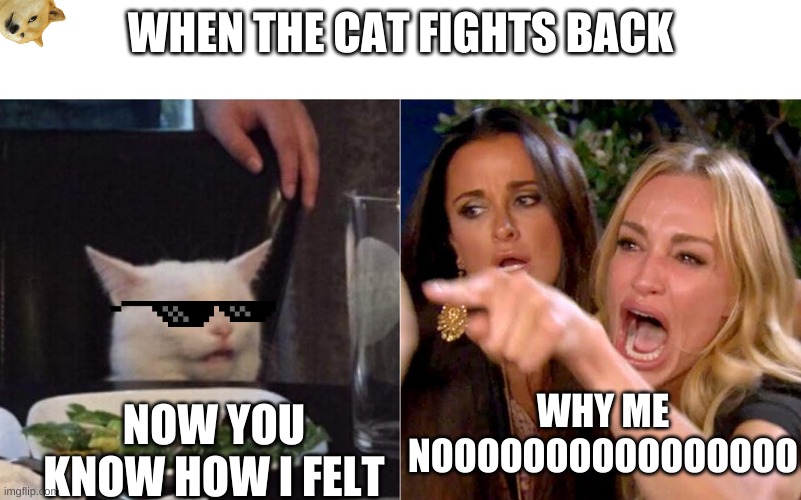 WHEN THE CAT FIGHTS BACK; WHY ME NOOOOOOOOOOOOOOOO; NOW YOU KNOW HOW I FELT | image tagged in funny cats,meme,hahahahaaha,two women yelling at a cat | made w/ Imgflip meme maker