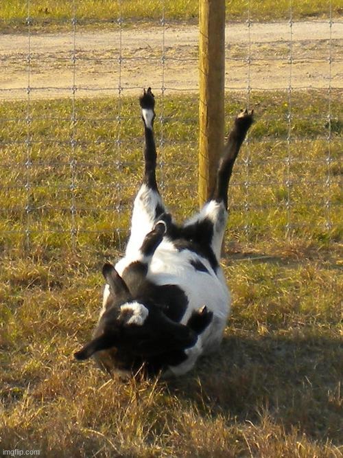 Fainting Goat | image tagged in fainting goat | made w/ Imgflip meme maker