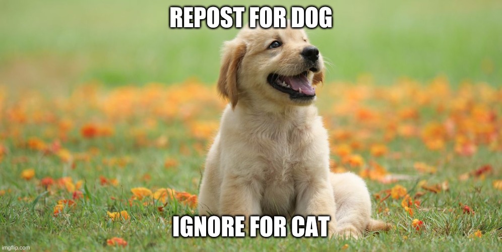 abcdefghijklmnopqrstuvwxyz | REPOST FOR DOG; IGNORE FOR CAT | image tagged in brrrrrrrrrrrrrrrrrrrrrrrrrrr,dog,dogs,woof,yey,cute | made w/ Imgflip meme maker