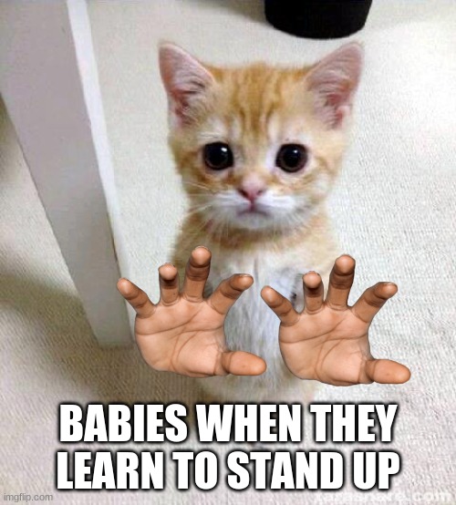 Cute Cat Meme | BABIES WHEN THEY LEARN TO STAND UP | image tagged in memes,cute cat | made w/ Imgflip meme maker