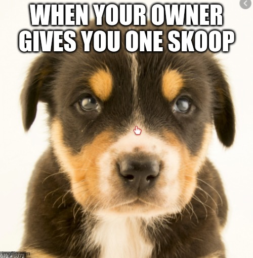 dogs | WHEN YOUR OWNER GIVES YOU ONE SKOOP | image tagged in funny animals | made w/ Imgflip meme maker