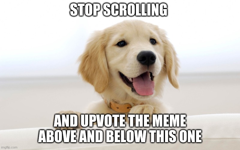 Cute dog idiot | STOP SCROLLING; AND UPVOTE THE MEME ABOVE AND BELOW THIS ONE | image tagged in cute dog idiot | made w/ Imgflip meme maker