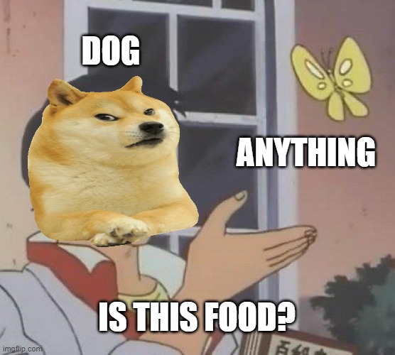 Is This A Pigeon | DOG; ANYTHING; IS THIS FOOD? | image tagged in memes,is this a pigeon | made w/ Imgflip meme maker